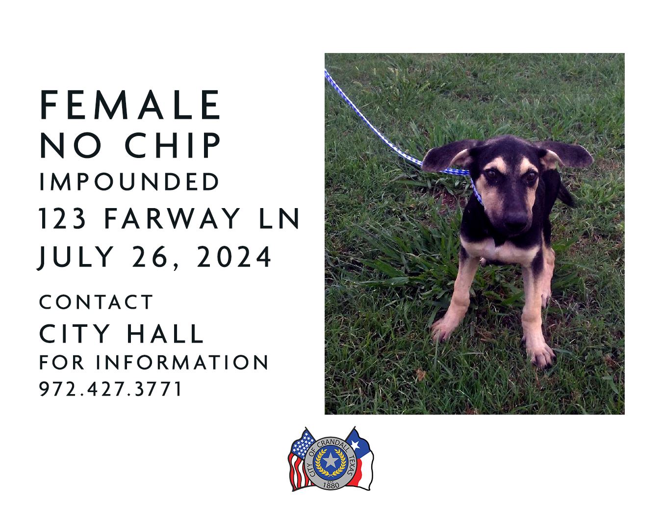 Female No Chip Impounded at 123 Farway Ln on 07/26/24