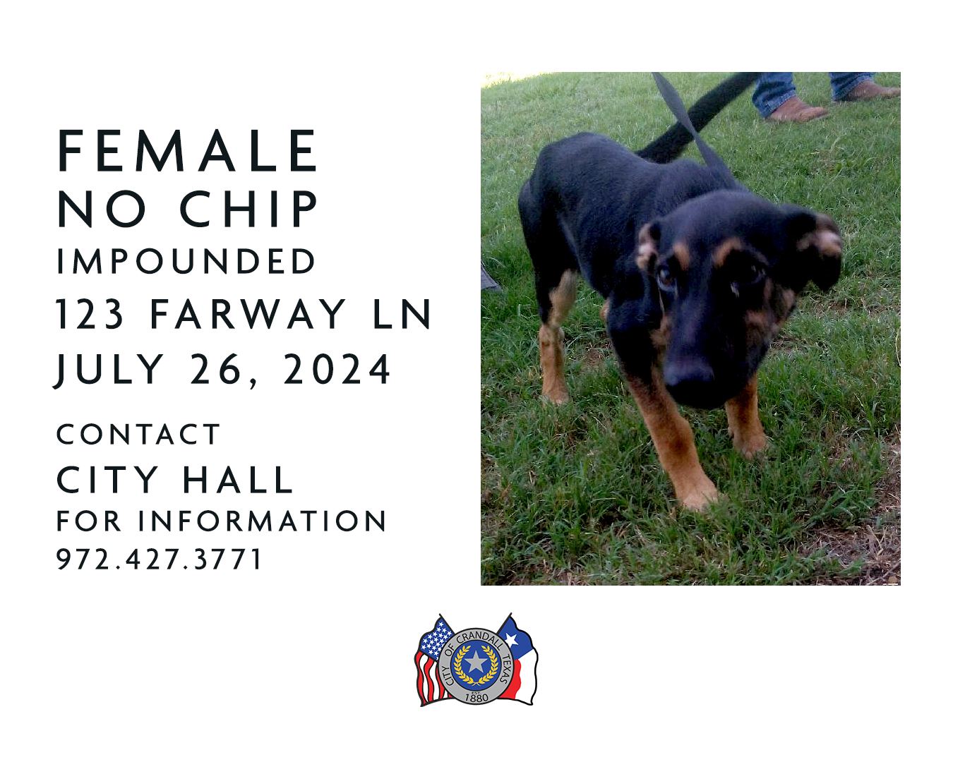 Female No Chip Impounded at 123 Farway Ln on 07/26/24