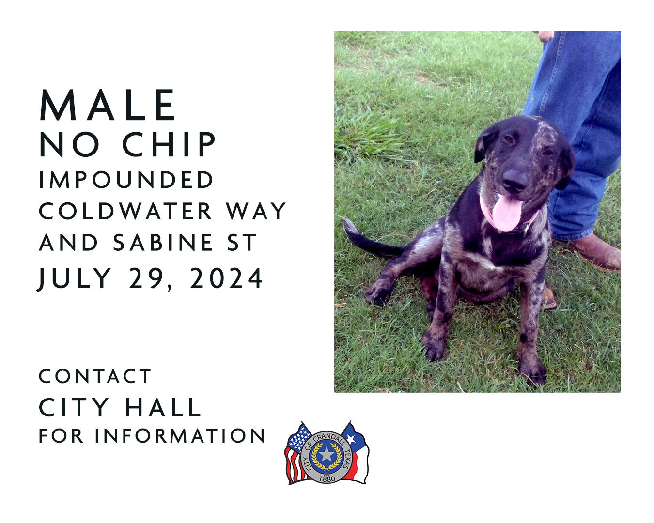Male No Chip Impounded at Coldwater Way & Sabine St on 07/29/24
