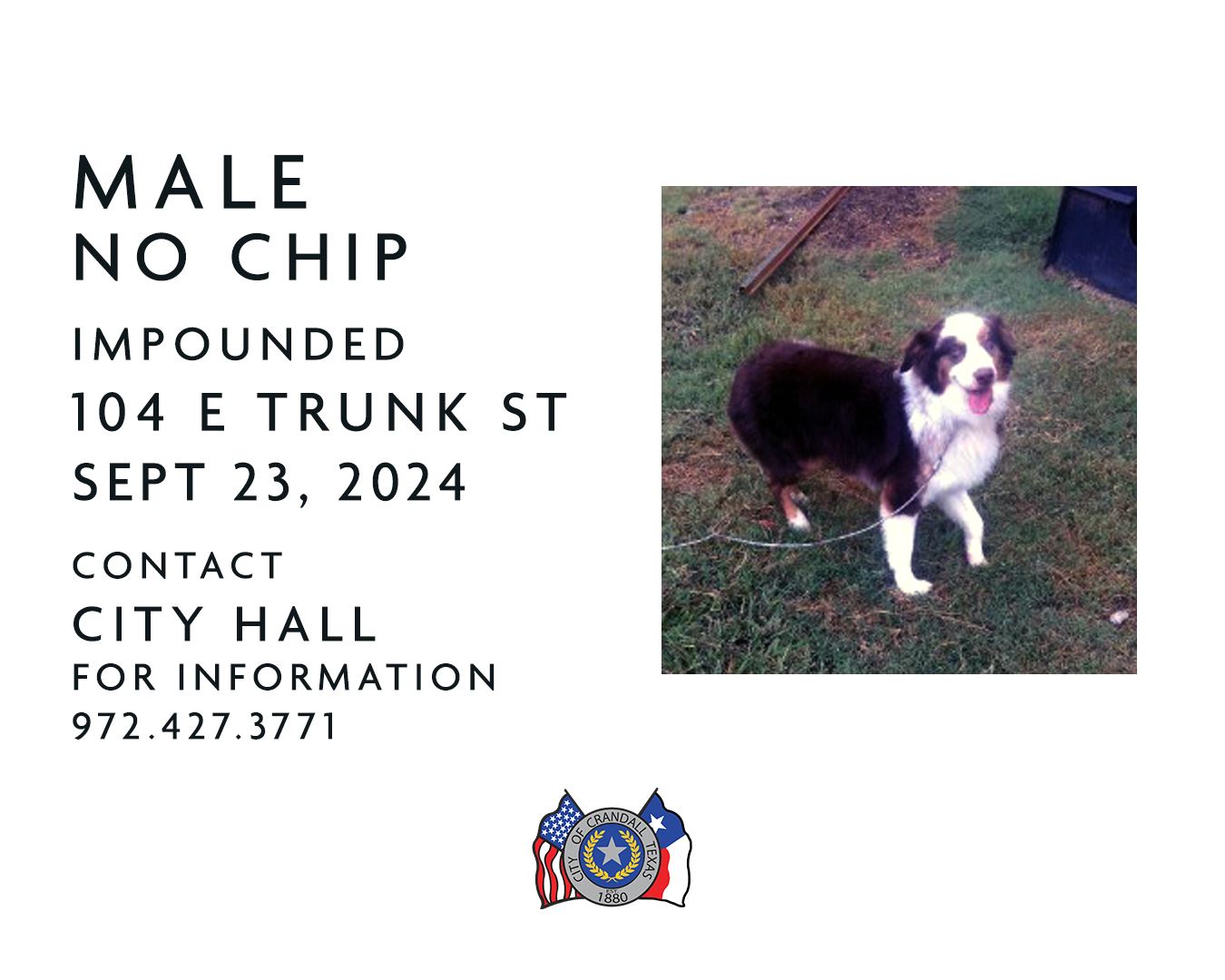 Male Dog No Chip found on 9/23/24 at 104 East Trunk Street